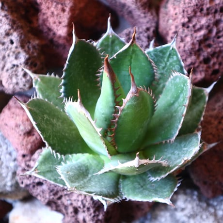 アガベ ホリダ   Agave horrida   no.30825