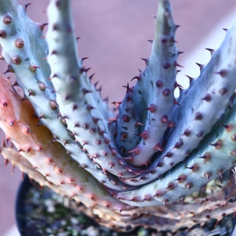 アロエ  マルロシー   Aloe marlothii    no.21415