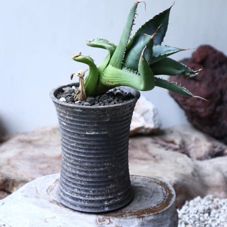 アガベ   ホワイトアイスブルー   仔株 Agave  titanota white ice blue  pups.  no.90806