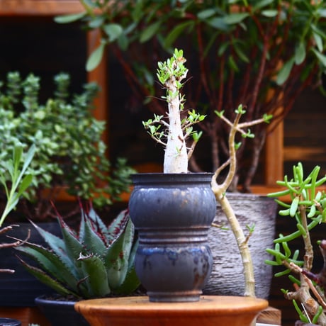 フォークイエリア  コルムナリス  (観峰玉)／Fouquieria columnari   no.91214