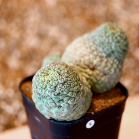 ラリレアキア カクティフォルメ  仏頭玉 / Larryleachia cactiformis　no.41608