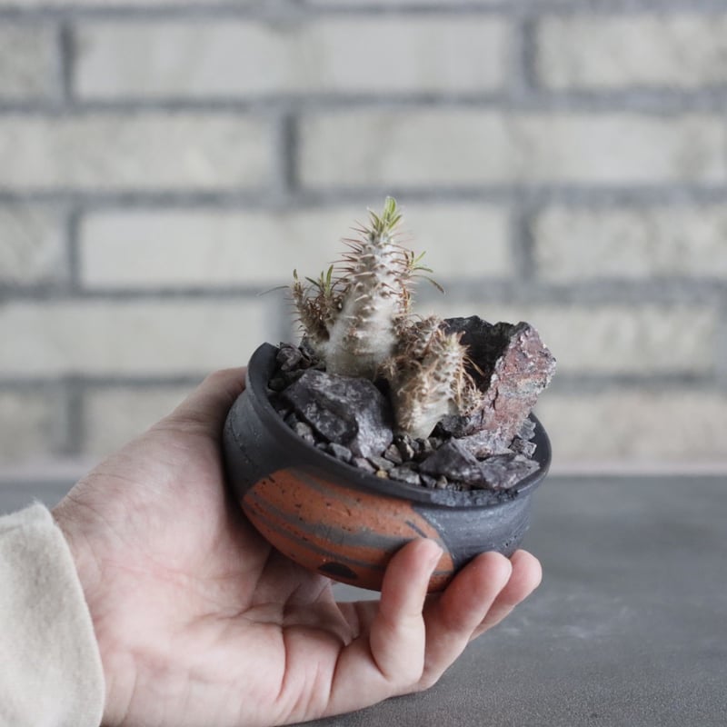 Pachypodium gracilius × N/OH (3号) no.628/77 | 芽の巣山