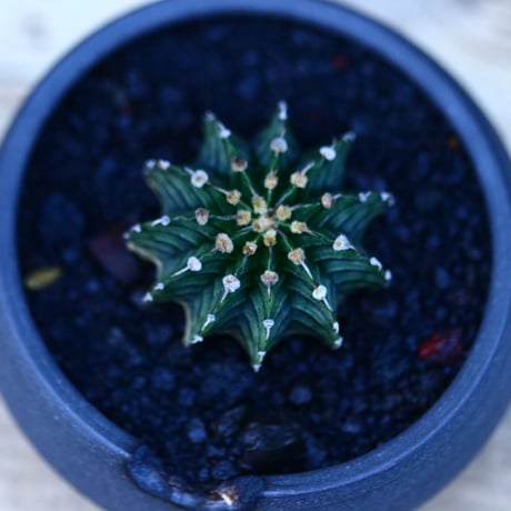 ギムノカリキウム   フィードリッフィーLB2178／Gymnocalycium friedrichii    no.122648