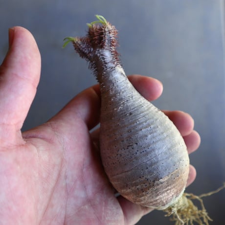 パキポディウム グラキリス 抜苗  Pachypodium rosulatum var. gracilius no.100631