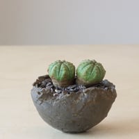 Euphorbia 仔吹きオベサ × takero pot (2.5号鉢)  no.426-2