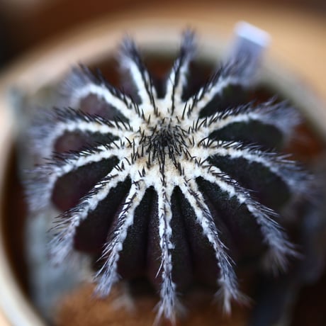 ユーベルマニア プセウドペクチニフェラ／Uebelmannia pectinifera var. pseudopectinifera no40319