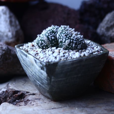 アストロフィツム   スーパー兜　Astrophytum asterias 'Super Kabuto'   no.42685
