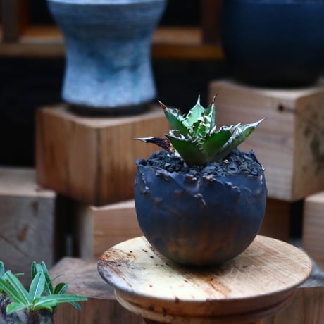 レッドキャットウィールズ | STORES