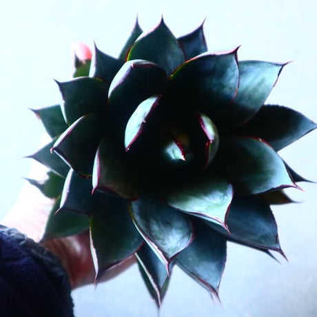 アガベ　ブルーグロー Agave 'Blue Glow'   no.20910