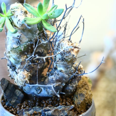 Tylecodon reticulate × たけろうポット  no.12127