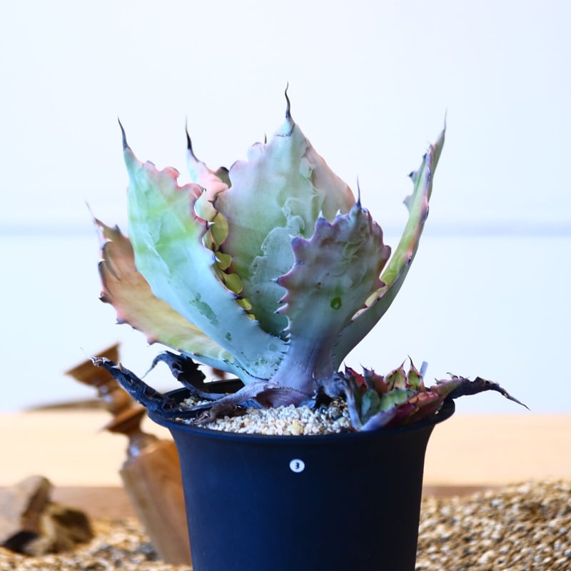 ネバデンシス✖︎コロラータ ネバコロ アガベhyb 子株 鉢つき 発根済み