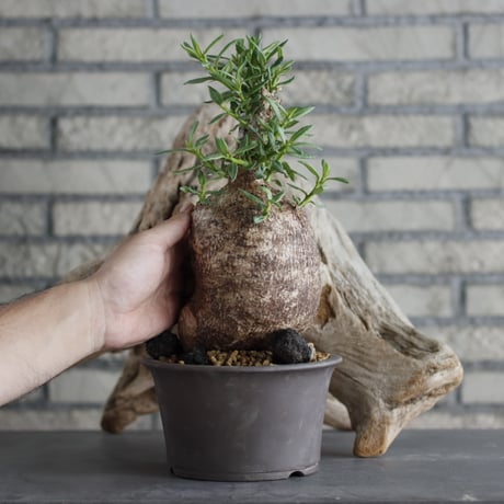 Pachypodium bispinosum × 陶器鉢 (5号)  no.629-34