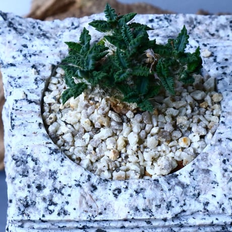 ユーフォルビア   トゥレアレンシス  Euphorbia tulearensis   No.025