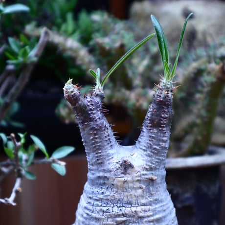 パキポディウム  グラキリス／Pachypodium  gracilius       no.60602
