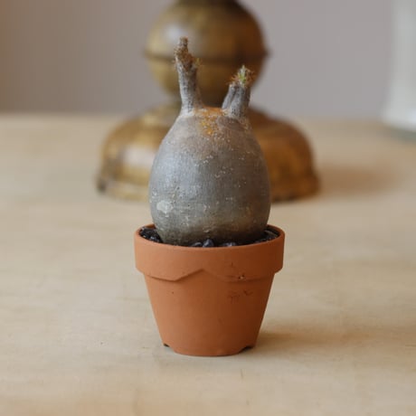 Pachypodium gracilius × YAMABACHI    no.112-44