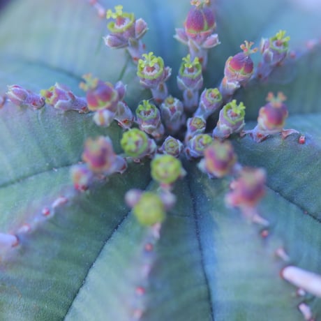 ユーフォルビア  バリダ  ♀    Euphorbia valida    no.20729
