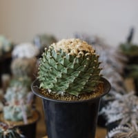 ユーリキニア カスタネア スピラリス 綴化 接木 Eulychnia casta