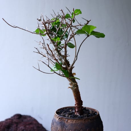 コミフォラ   シンプリキフォリア   Commiphora simplicifolia    no.71405