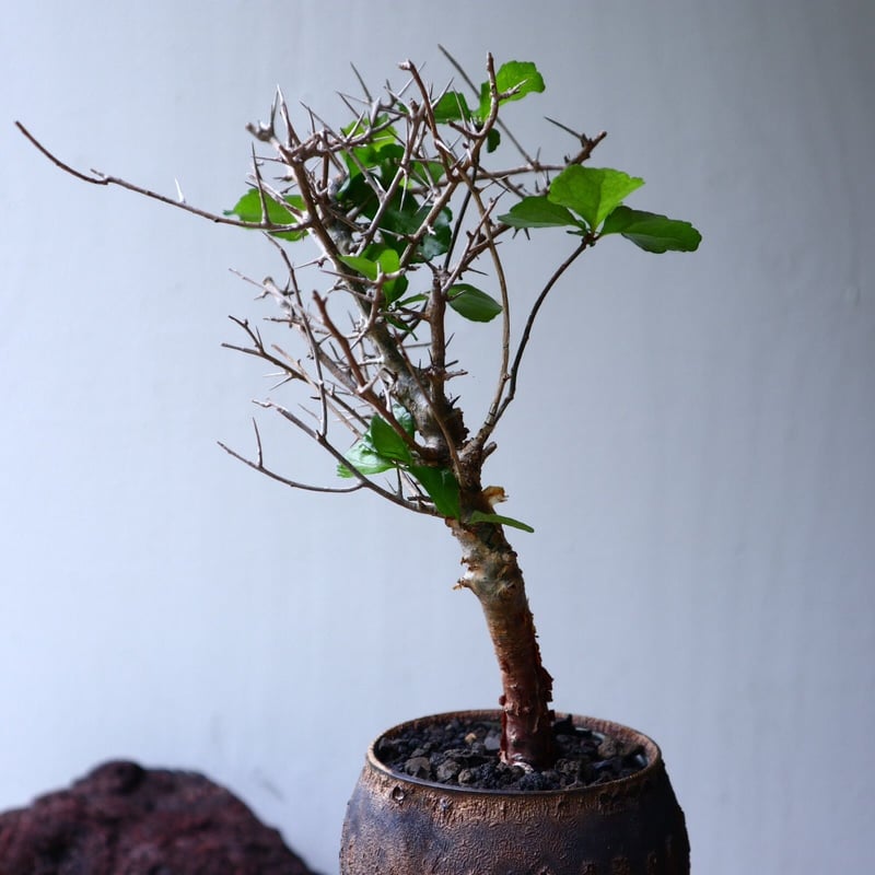 コミフォラ シンプリキフォリア Commiphora simplicifolia