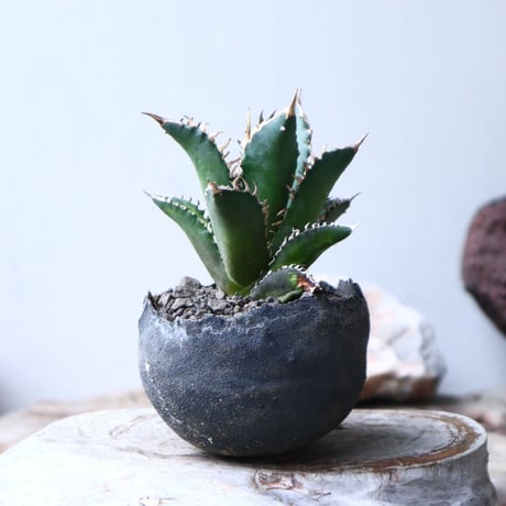 アガベ  チタノタ  レッドキャットウィーズル   Agave titanota"Red Catweezle”   no.90805
