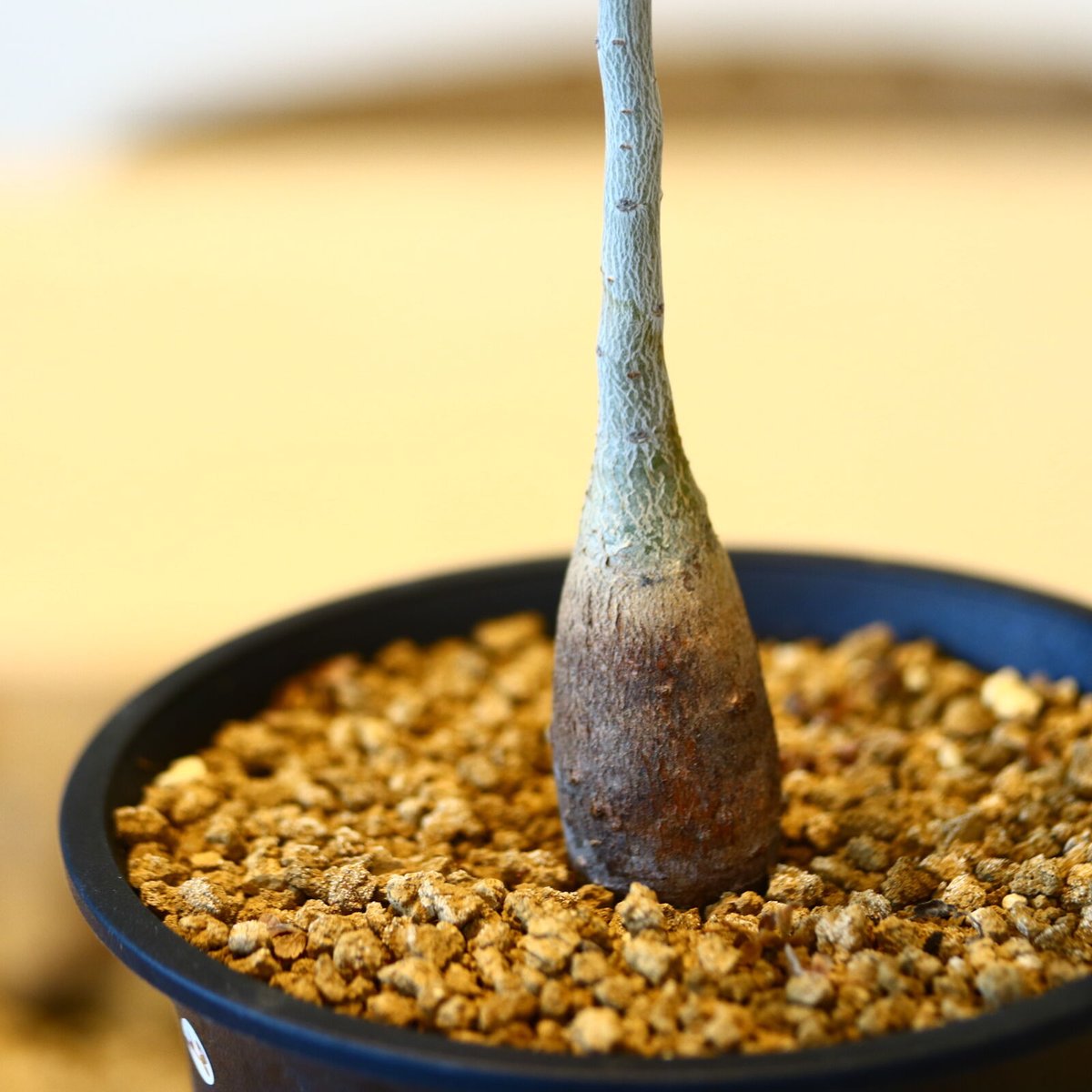 パキコルムス ディスカラー (象の木)実生 / Pachycormus discolor