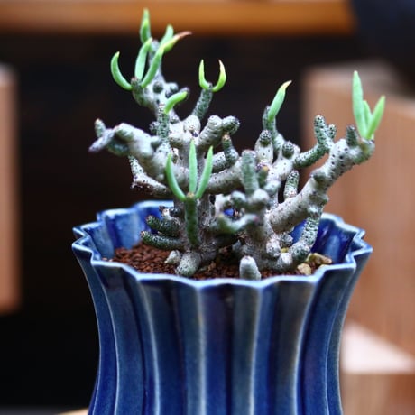 チレコドン  ブッコルジアヌス／Tylecodon  buchholzianus    no.41006