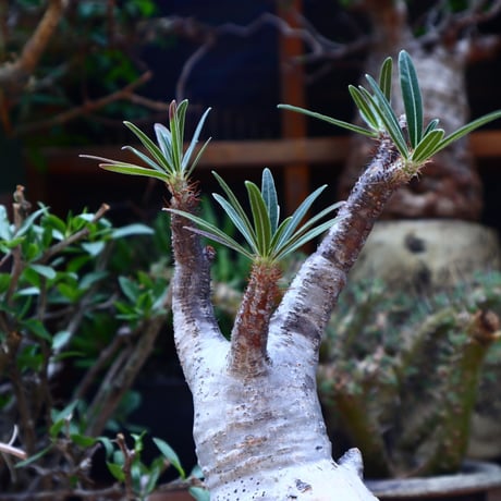 パキポディウム  グラキリス／Pachypodium  gracilius       no.60601