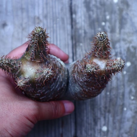 パキポディウム  グラキリス  抜苗／Pachypodium  gracilius       no.G68