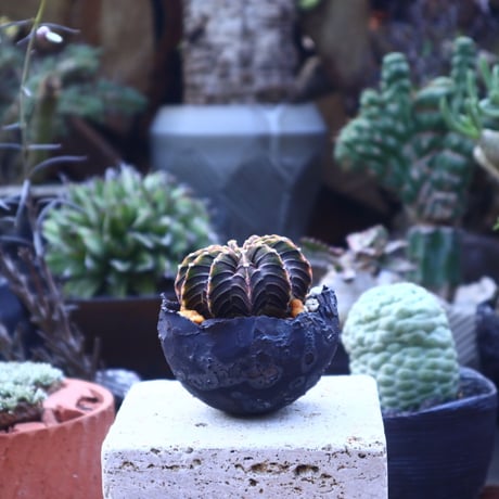 ギムノカリキウム   フィードリッフィーLB2178  Gymnocalycium friedrichii    no.41825