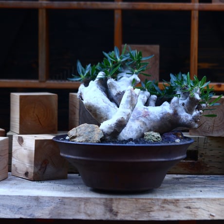 パキポディウム ブレビカリックス／Pachypodium densiflorum var. brevicalyx      no.82936