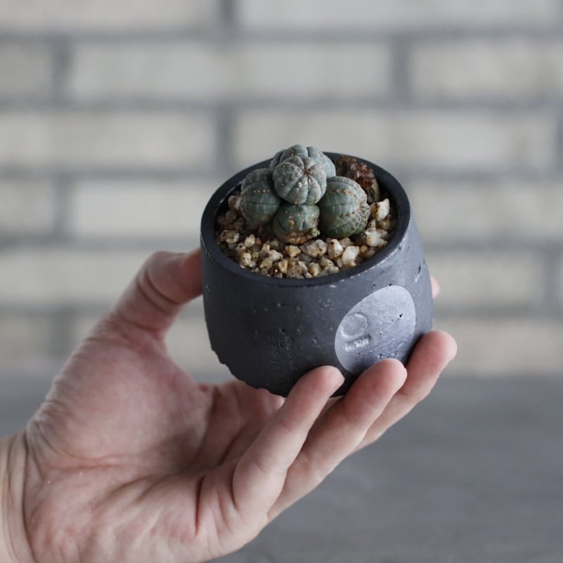 Euphorbia obesa × N/OH (2.5号) no.614/22 | 芽の巣山