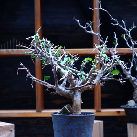 コミフォラ  ワイティ／Commiphora wightii   no.53044