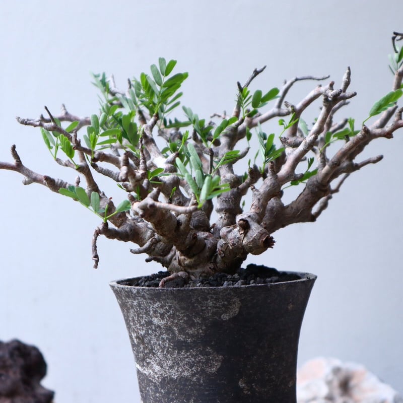 センナ メリディオナリス Senna meridionalis no.91516 | 芽の巣山