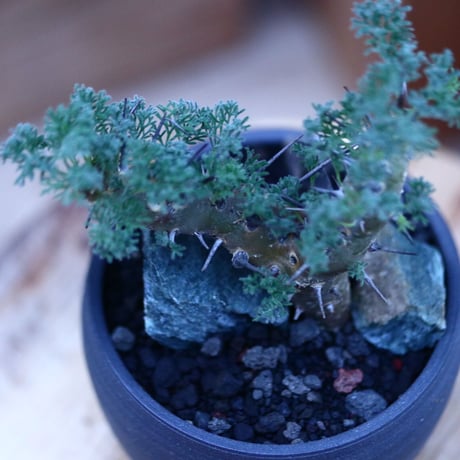 サルコカウロン  ヘレー／Sarcocaulon herrei     no.112137