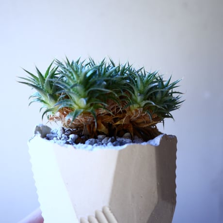 デウテロコニア  クロランサ   Deuterocohnia chlorantha   no.11221