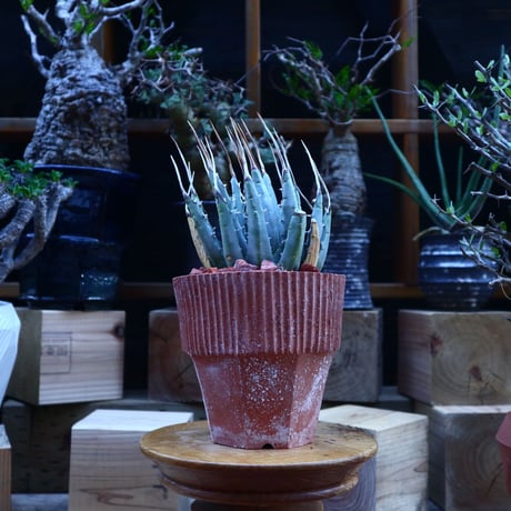 アガベ  ユタエンシス  エボリスピナ／Agave uthaensis var. eborispina     no.62025