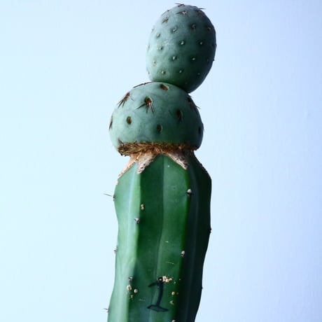 テフロカクタス    ゲオメトリクス   Tephrocactus geometricus  No.030
