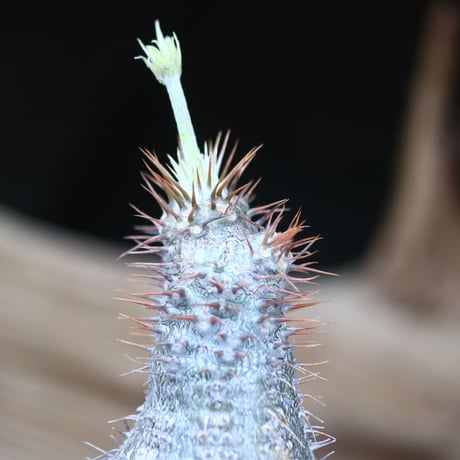 パキポディウム  グラキリス / Pachypodium  gracilius/ 発根済み   no.21901