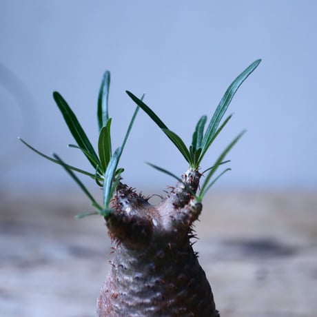 パキポディウム グラキリス   Pachypodium rosulatum var. gracilius no.101815-2