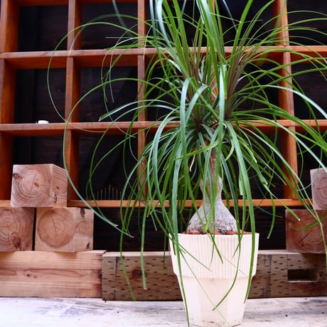 トックリラン／Beaucarnea recurvata   no.60650