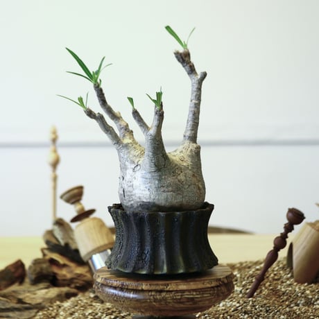 パキポディウム  グラキリス / Pachypodium  gracilius   no.52105