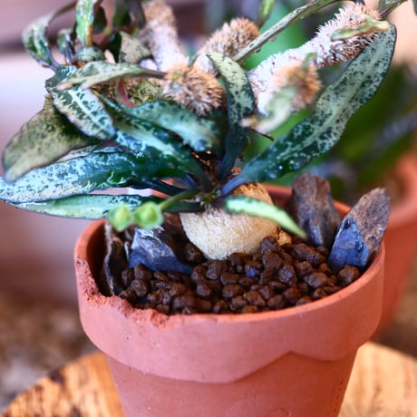 YAMABACHI ver. N/OH × Euphorbia francoisii   no.111903