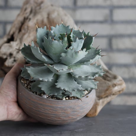 Agave Isthmensis × N/OH (5.5号)  no.629-38