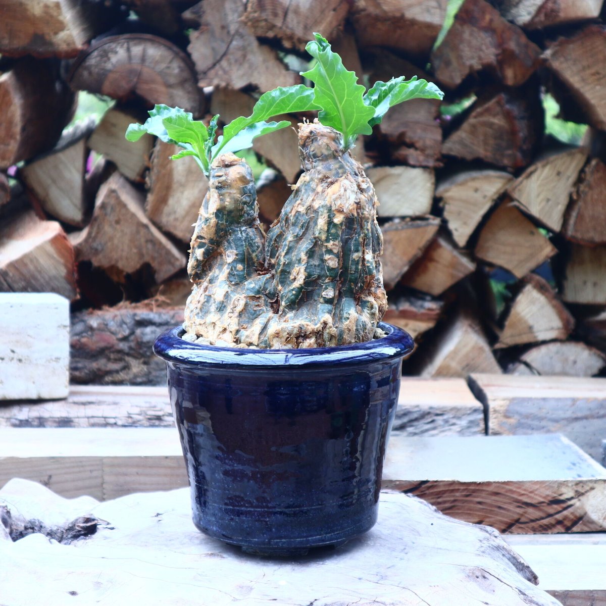 希少種　ケファロペンタンドラ エキローサ ケファロペンタンドラ エキローサ(Cephalopentandra ecirrhosa