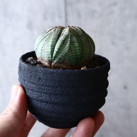 ユーフォルビア  オベサ  Euphorbia obesa  no.014