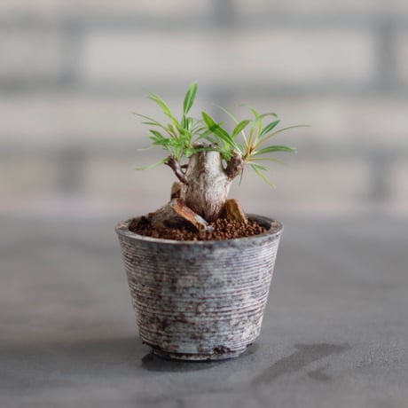 Fouquieria purpusii × takero pot (2号)  no.823-28