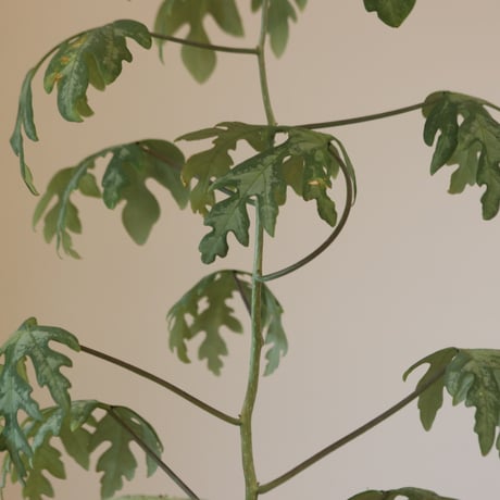Adenia metamorpha   no.920-28