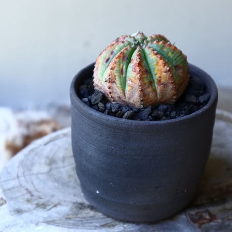 ユーフォルビア  バリダ  hyb   Euphorbia valida  hyb   no.60201