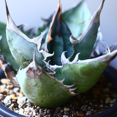 アガベ   チタノタ 　 Agave  titanota   no.53117
