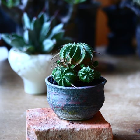 ユーフォルビア  仔吹きバリダ    Euphorbia valida   no.81639